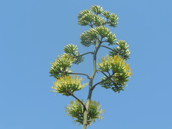 agave_2