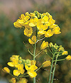 Firefly Brassica nivalis 3