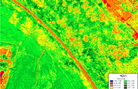 NDVI