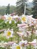 lilium regale