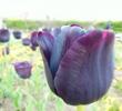 Tulip Parade at the University Botanic Gardens in Balchik