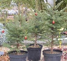 В Ботаническата градина на Софийския университет бе открит Коледен базар