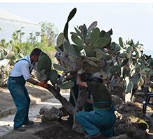 В Университетската ботаническа градина - Балчик започна изнасянето на колекцията от едроразмерни кактуси и сукуленти
