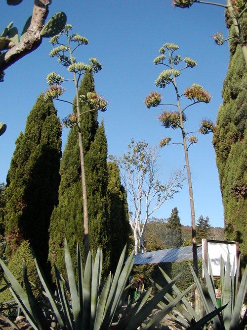 agave angustifolia